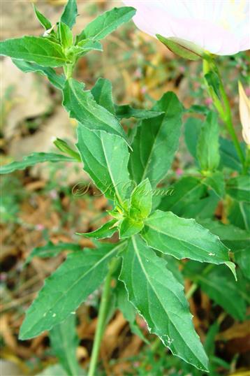  Leaves